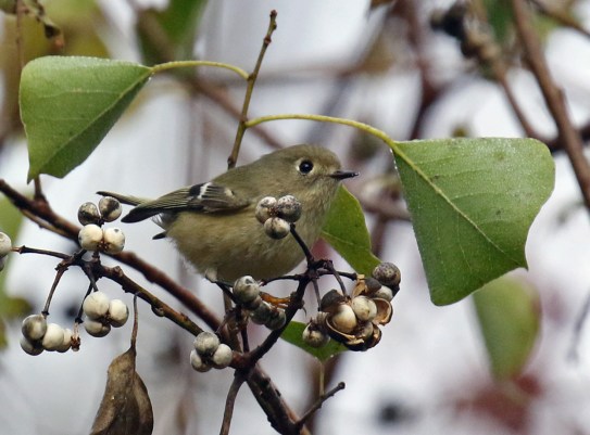 Ruby Crowned Kinglet