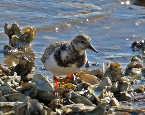 Ruddy Turnstone Landings Marina