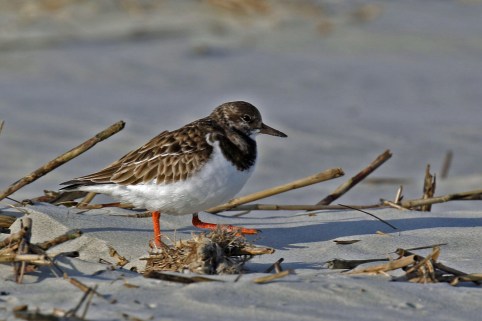 Ruddy Turnstone Tybee