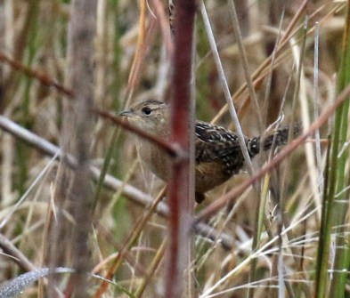 Sedge Wren Best