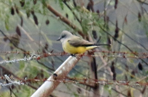 Western Kingbird