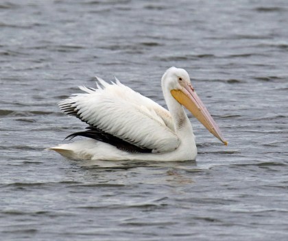 White Pelican.jpg