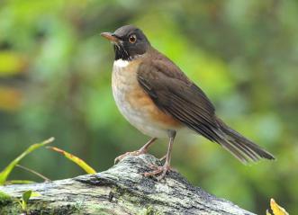 White Throated Thrush