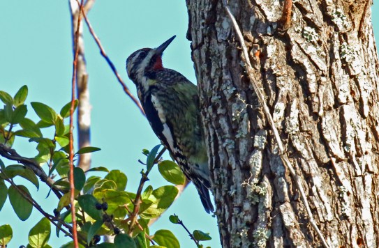 Yellow Bellied Sapsucker