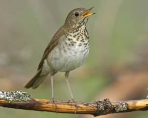 bicknell's thrush - Copy
