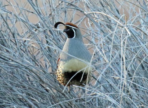 gambel's quail1