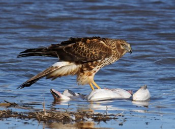 northern harrier on snow goose