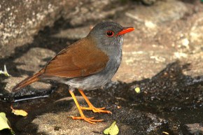orange-billed-nightingale-thrush