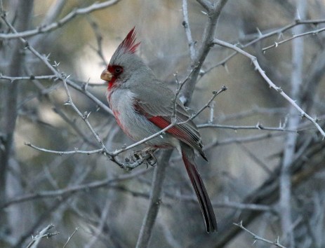pyrrhuloxia2
