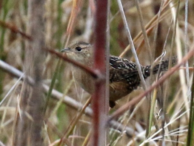 Sedge-Wren-Best.jpg