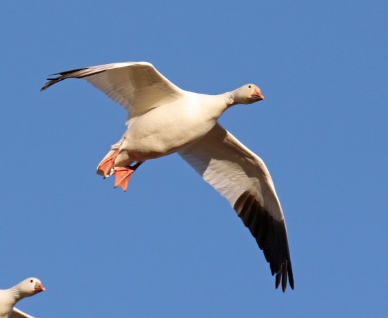 snow goose flight1