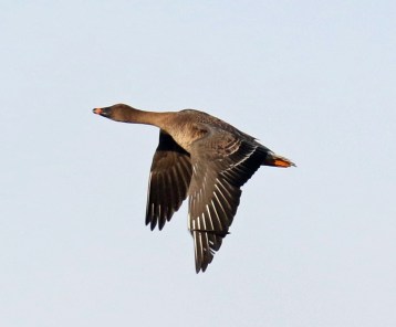 Tundra Bean Goose Flight