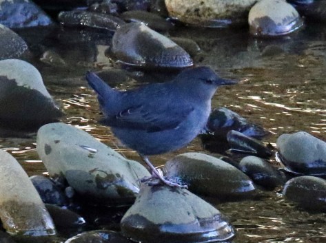 american dipper