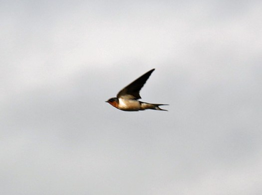 barn swallow1