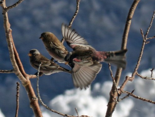 black and brown capped rosy finches
