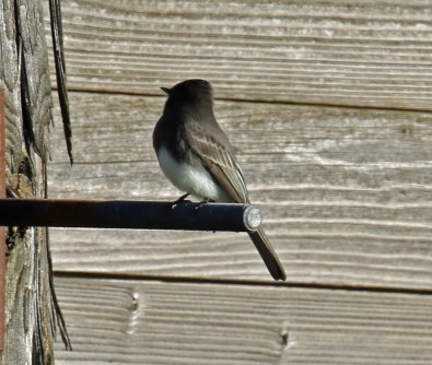 black phoebe