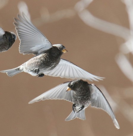 black rosy finch flight