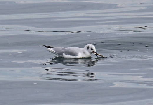 bonaparte's gull with fish