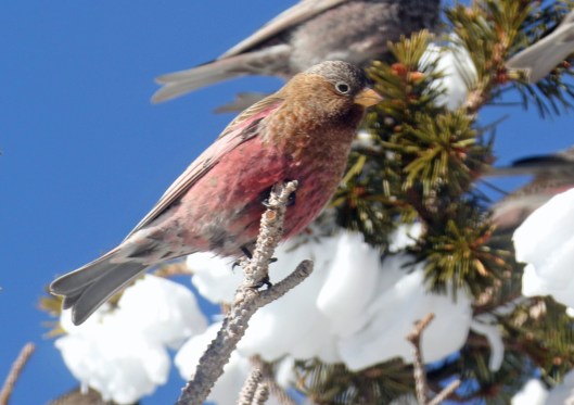 brown capped rosy finch2