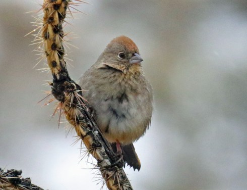 canyon towhee3