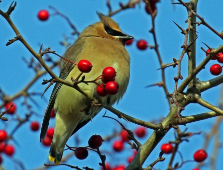 cedar waxwing