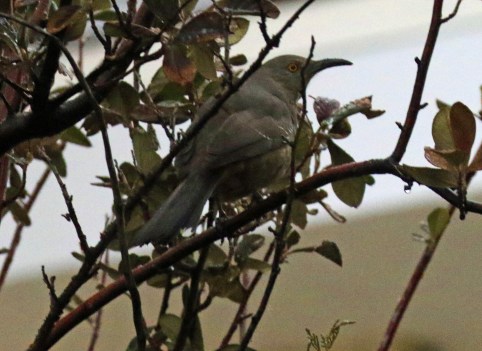 curve billed thrasher