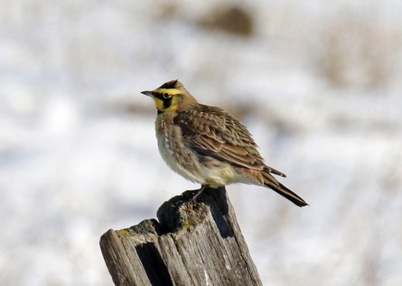 horned lark2