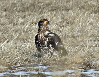immature bald eagle