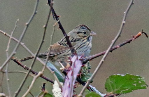 lincoln's sparrow