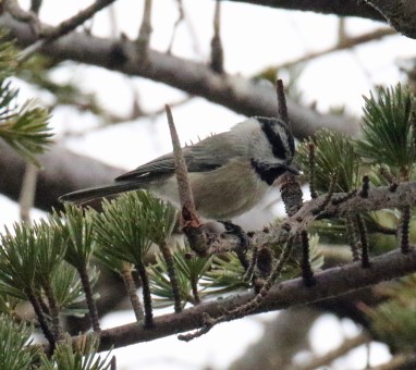mountain chickadee