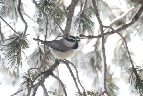mountain chickadee with seed