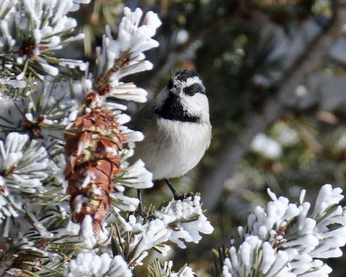 mountain chickadee