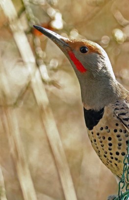 northern flicker