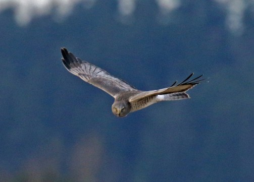 northern harrier