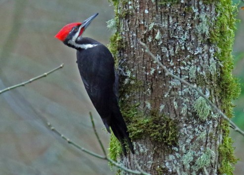 pileated wp