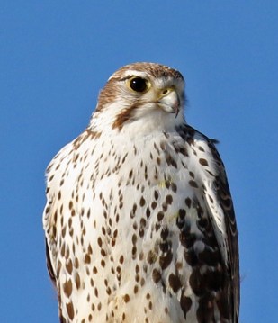 prairie falcon head