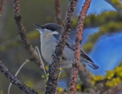 pygmy nuthatch1