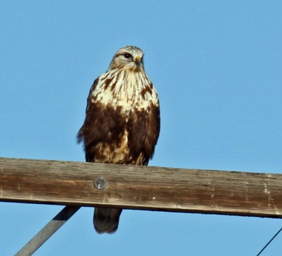rough legged hawk