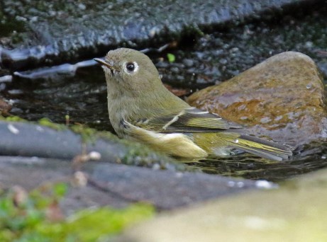 ruby crowned kinglet