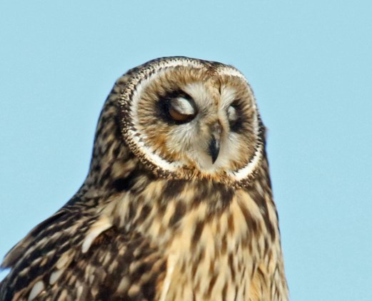 short eared owl eyes closed
