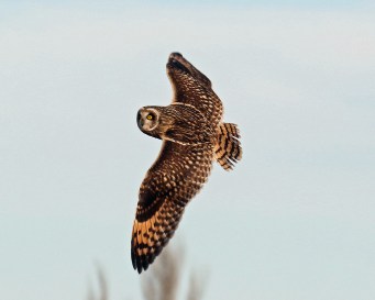 short eared owl flight