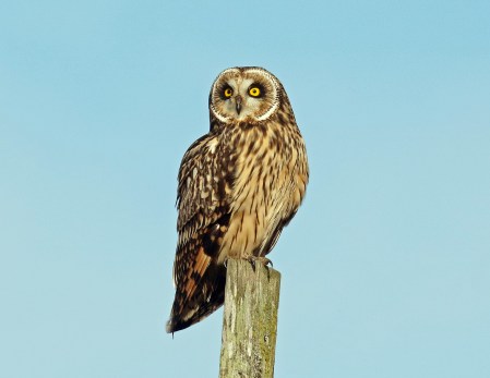 short eared owl