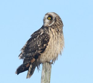 short eared owl3