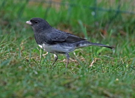 slate colored junco