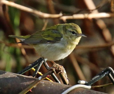 tennessee warbler fence1