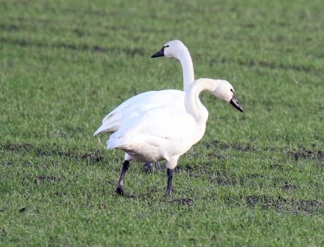 tundra swans