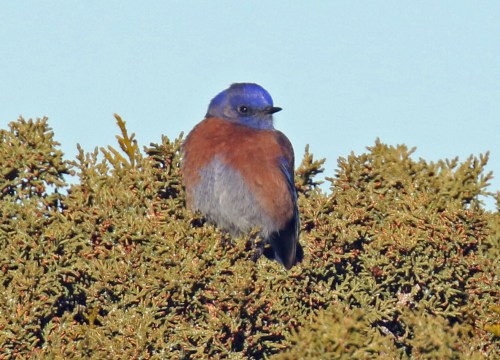 western bluebird1