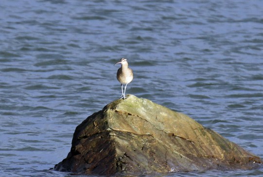 whimbrel on rock1