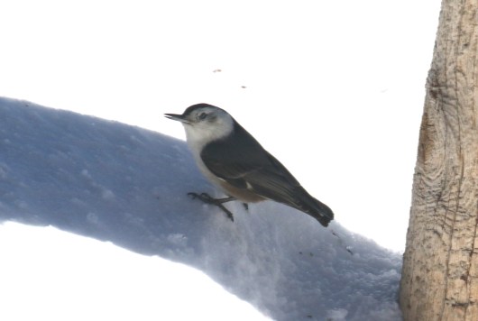 white breasted nuthatch