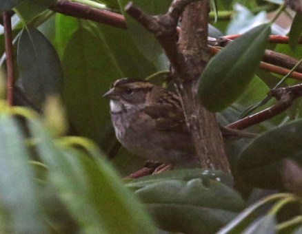 white throated sparrow2